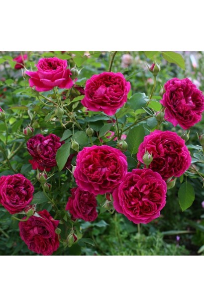 Кущ плетистої троянди Отелло у повному цвітінні